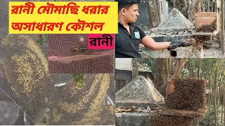 খুব সহজ পদ্ধতিতে রানী মৌমাছি কিভাবে ধরবেন || রানী মৌমাছি দেখতে কেমন ও রানী মৌমাছি চেনার উপায় ||