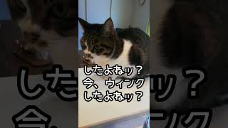 ウィンクをするうちの猫？親バカ猫バカでごめんね動画ww #ねこ #保護猫 #猫は家族 #ウィンク #shorts