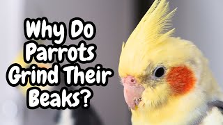 Why Do Parrots Grind Their Beaks | Cockatiels Budgie Macaw Lovebird Conure | TheParrotTeacher