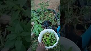 மொத்த ஹர்பல் ஒத்த இடத்தில் #harbal #garden #gardening #medicineplant