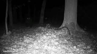 Brown bear in the Belarusian part Bialowieza forest/Wildlife in Belarus