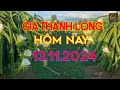 Giá thanh long chiều nay ngày 13.11.2024|Nguyenanoffical