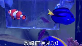 髮師哲瑋的海水魚 隔離盒製作成陷阱盒 藍倒吊 小丑花跳 粉藍倒吊 公子小丑 海葵蟹 清潔蝦