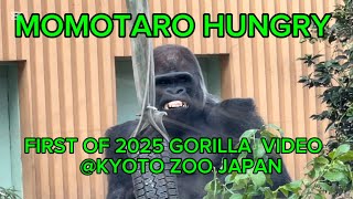 MOMOTARO GORILLA FAMILY AT KYOTO ZOO FIRST OF JANUARY 2025 VIDEO