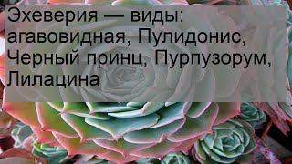 Эхеверия — виды: агавовидная, Пулидонис, Черный принц, Пурпузорум, Лилацина