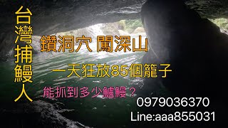 一天狂放85捕鰻籠,85個籠子會有多少鱸鰻？#鱸鰻#野味#朔溪#陷阱#捕魚