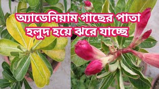 অ্যাডেনিয়াম গাছের পাতা হলুদ হয়ে যাচ্ছে ঝরে যাচ্ছে | Adenium leaves turning yellow and falling off