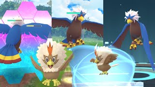 《Pokemom GO》抓到色違毛頭小鷹進化色違勇士雄鷹！ワシボン Rufflet！ウォーグル Braviary！