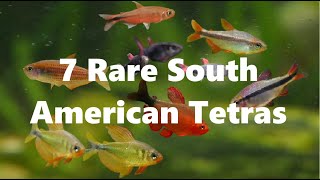 7 Rare South American Tetras - 2 inches or under