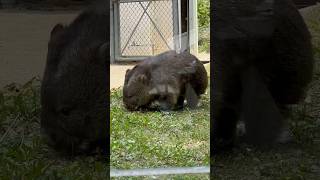 新鮮なサラダバーを味わうウォンバットのフクちゃん🐨🌿✨(wombat Fuku/Satsukiyama Zoo)