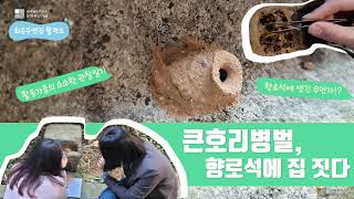 성북 포레스트#32 - 큰호리병벌 집 짓기 관찰🐝 ★활력소★