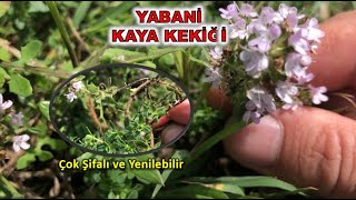 Doğal Alanlarda Yetişen Mor Çiçekli Kaya Kekiği Yüksek Aromatik ve Şifa Kaynağı