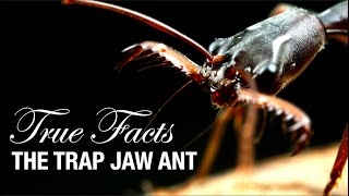 True Facts: Trap Jaw Ants