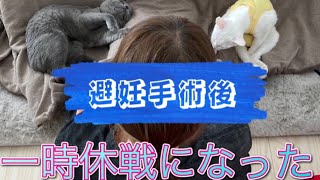 【猫の避妊手術】猫たちの様子が変わった【術後経過】#保護猫 #避妊手術