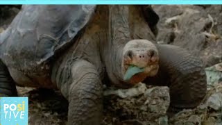 The story of George, the world's loneliest tortoise | Positive