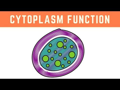 What is cytoplasm definition?