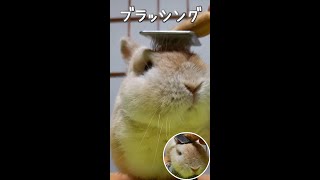 うさぎさんにブラッシングしてあげました　Brushing to Milky【うさぎカフェ みるきー Milky】 #Shorts