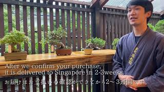 【Seikouen Bonsai nursery】It came to possible to export bonsai from  Japan to Singapore !!