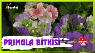 Primula ( Çuha Çiçeği ) Bitkisinde Bakım İşlemleri