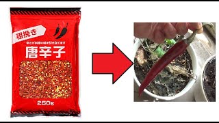 【検証】【再生野菜】業務スーパーのトウガラシの種を植えてみた。収穫まで【再生栽培】red hot chili pepper from seed