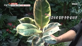 [생방송 오늘 저녁] 요즘엔 반려 식물이 대세?! 아름다운 화원으로 놀러 오세요!, MBC 210924 방송