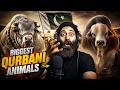 Biggest Qurbani Animals on Eid ul Adha 2026 | INDIAN REACTION | PUNJABIREEL TV