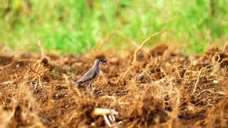 Swallow bird　ツバメチドリ　宮古島