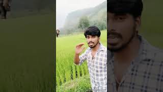 நெல் வயல் நடுவே மரத்தின் உச்சியில் கட்டியிருக்கும் பரண்/Tree Hut/Paddy Field