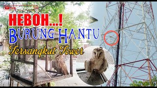 HEBOH...! BURUNG HANTU TERSANGKUT TOWER