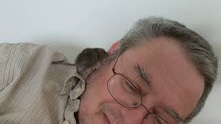 Baby rat licking my face and hair