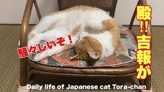 こんなYouTube猫動画で健康診断の数値が全て改善しました！/Japan cat-Japanese cat living in the countryside of Japan!