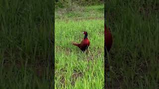 Pheasant Hunting with Sniper Rifles