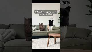 Showing my mom a meme video #memes #catmemes #relatable #funnymemes