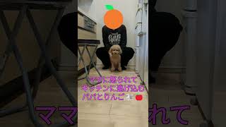 ママに怒られてキッチンに逃げ込むパパとりんご🐩🍎　#トイプードル #愛犬 #犬のいる暮らし #反省 #shorts