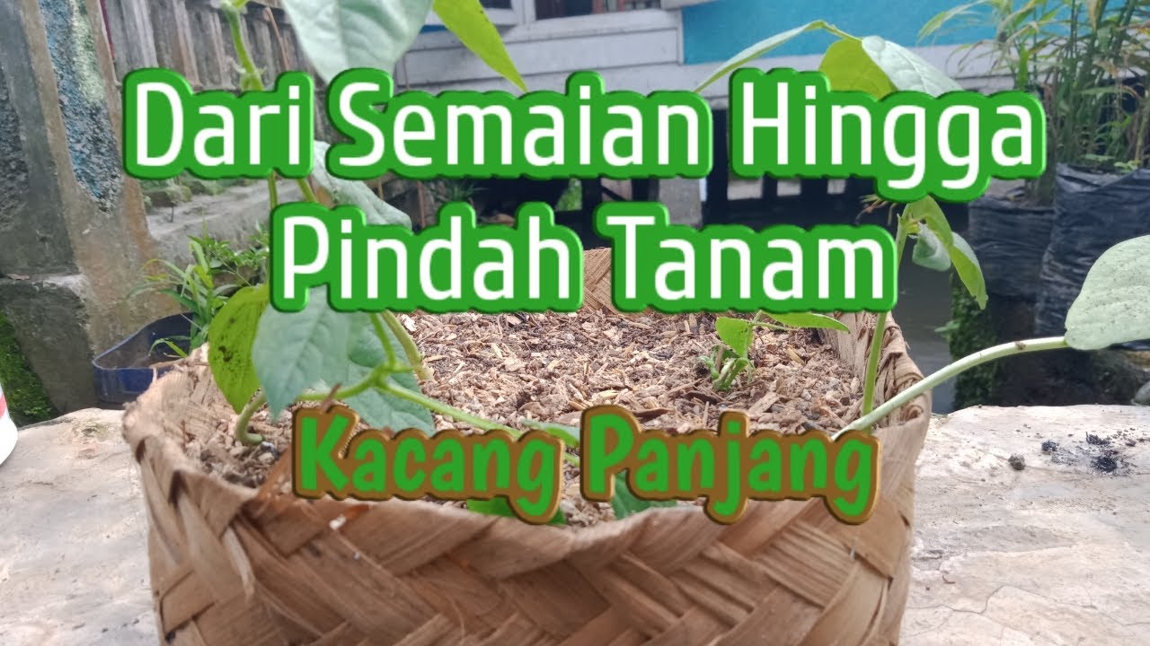 Cara Semai Hingga Pindah Tanam Kacang Panjang - YouTube