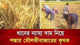 ধানের ন্যায্য দাম নিয়ে শঙ্কায় মৌলভীবাজারের কৃষক | Nagorik TV