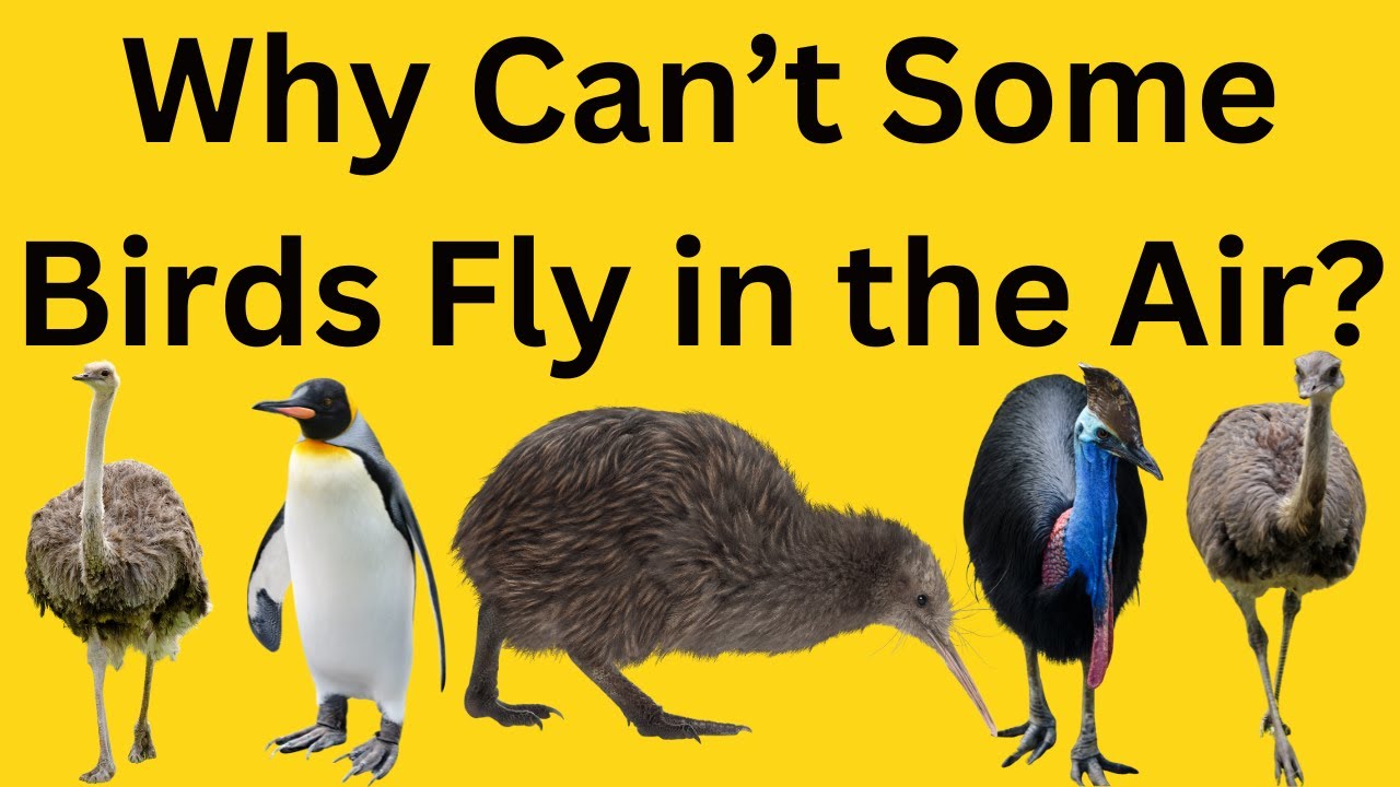 Why Can T Some Birds Fly In The Air Ostrich Emus Cassowaries