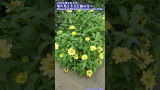 【Yokohamaみなと散歩】2024年9月下旬・港の見える丘公園の花々 / Flowers at Minato-no-mieru-oka Park