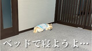 愛犬が床から動かなくなってしまいました…