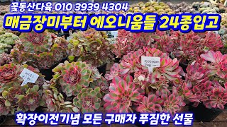 24.12.19 매금장미부터 24종 에오니움들 소개해요 🌸 확장이전 오픈 기념 모든 구매자 푸짐한 선물🌹꽃동산다육 010 3939 4304 전국택배가능 유료광고포함