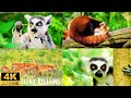 Wildlife Three 4K | Scenic Relaxing Film | With Relaxing Music |