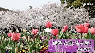 鶴舞公園（名古屋）の桜とチューリップ