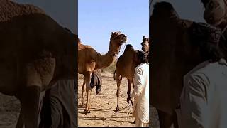 two camels big voice sounds it desert #camelbythar