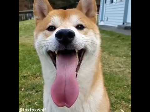 FUNNY DOGS! - TRY NOT TO LAUGH - YouTube