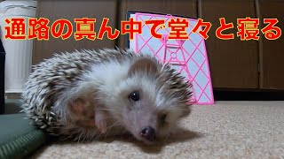 [ハリネズミ]どこでも寝るハリネズミ