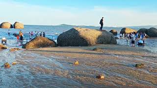 夏天适合赶海，二十几分钟，挖了三十几斤青口（海虹、淡菜）