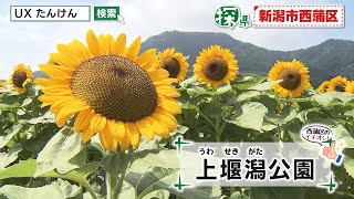 新潟市西蒲区🔎探県プロジェクト【PR動画：名物・魅力・見どころ編】