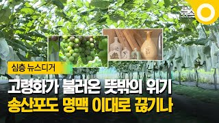 [한 뼘 더] 고령화가 부른 위기…송산포도 맥 끊길라 / OBS 뉴스 O