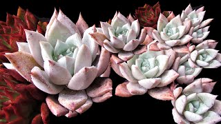 The Most Beautiful Compact Mexican Giant | VLOG #74 Succulents \u0026 Coffee w/ Liz