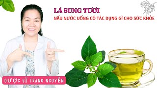 Nấu nước lá sung tươi uống có tác dụng gì? Cách sử dụng an toàn cho sức khỏe